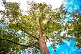 How Our Tree Care Process Works  in  Marlton, NJ