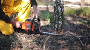 Best Hazardous Tree Removal  in Marlton, NJ
