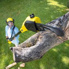 Best Lawn Disease Treatment  in Marlton, NJ