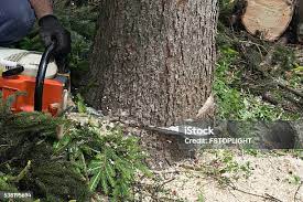 Best Seasonal Cleanup (Spring/Fall)  in Marlton, NJ