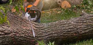 Reliable Marlton, NJ Tree Care Solutions