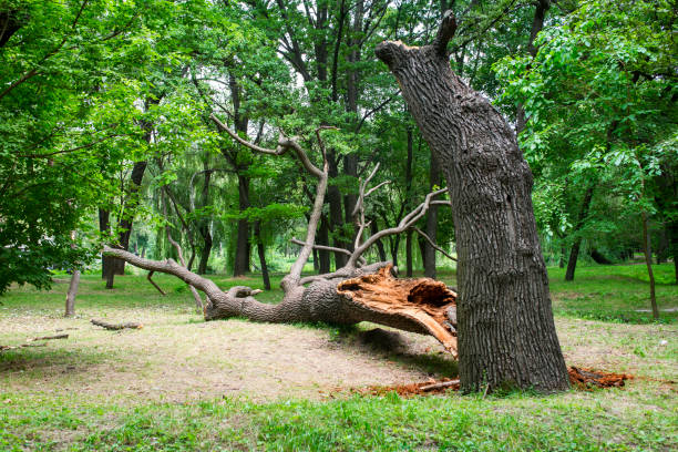 Best Storm Damage Tree Cleanup  in Marlton, NJ