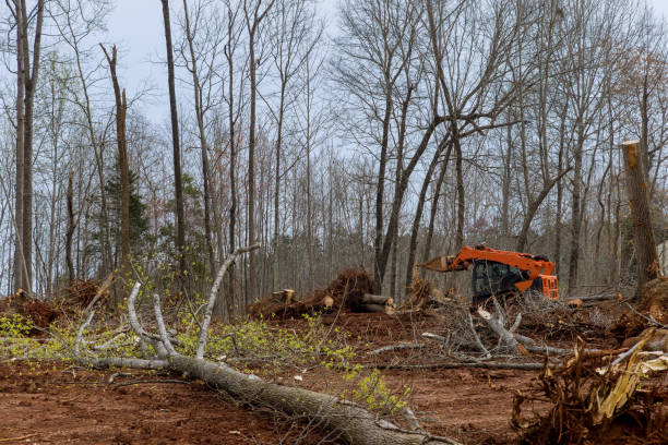 Best Arborist Consultation Services  in Marlton, NJ