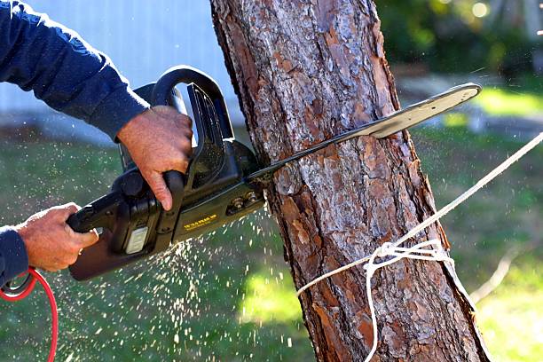Best Commercial Tree Services  in Marlton, NJ
