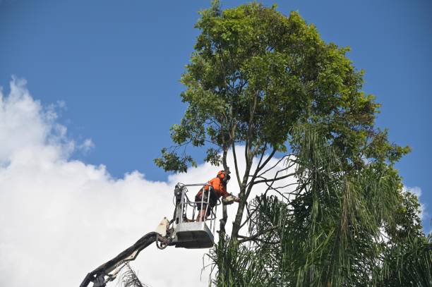 Best Lawn Renovation and Restoration  in Marlton, NJ