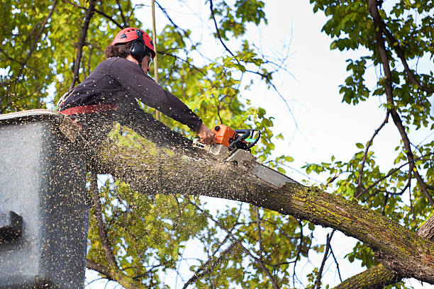 Best Weed Control  in Marlton, NJ