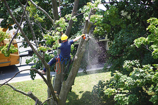 Lawn Renovation and Restoration in Marlton, NJ